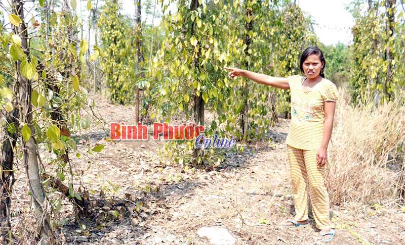 Theo mẹ đi hái tiêu, 1 bé gái nghi bị đạn bắn