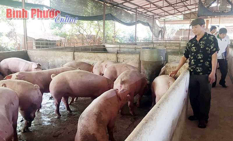 Chủ động phòng, chống dịch bệnh trên đàn heo