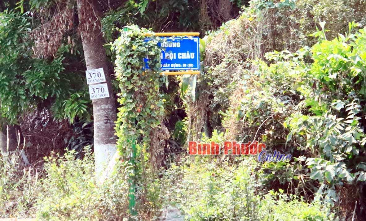 Góc phố hay góc rừng?