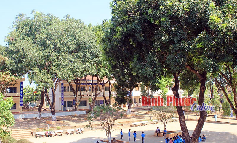 Ve sầu “tấn công” trường học