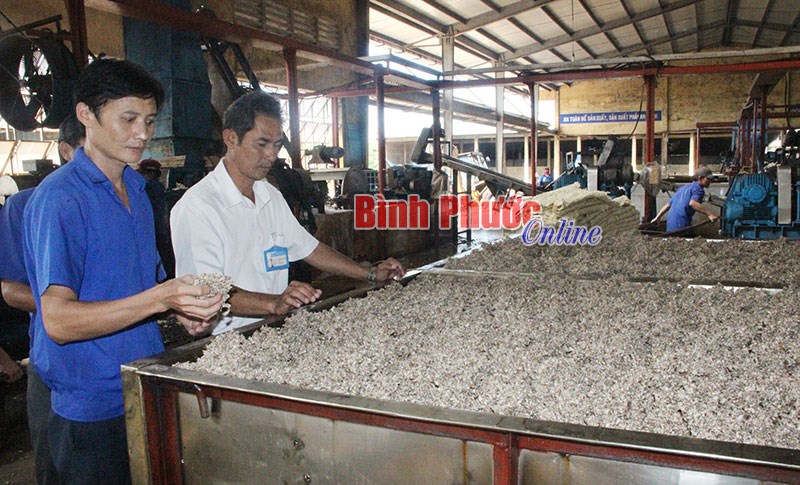 L&ecirc; Quốc Thanh - c&ocirc;ng nh&acirc;n ưu t&uacute; ng&agrave;nh cao su Việt Nam