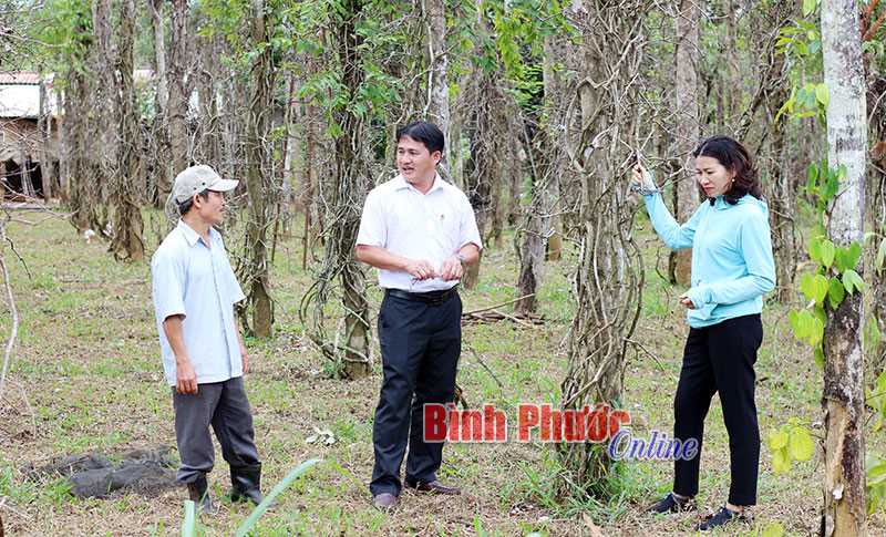 Hội Nông dân tỉnh thăm các hộ trồng tiêu bị dịch chết nhanh