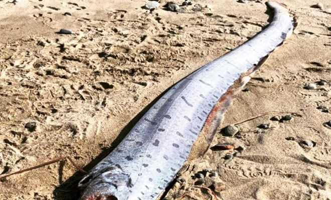 "Điềm báo" động đất, sóng thần khiến cư dân mạng Nhật Bản hoang mang