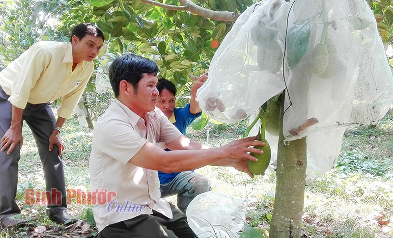 “Luồng gió mát” từ mít Thái siêu sớm