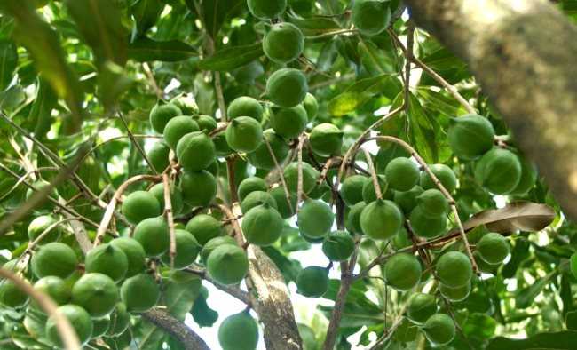 Mắc ca được công nhận là cây lâm nghiệp