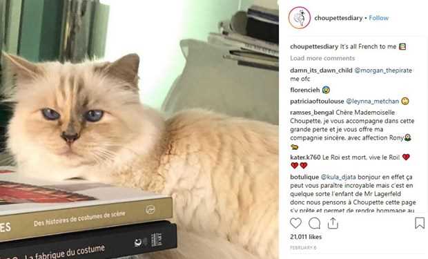 'Cô mèo cưng' Choupette có thể được thừa kế tài sản của Karl Lagerfeld