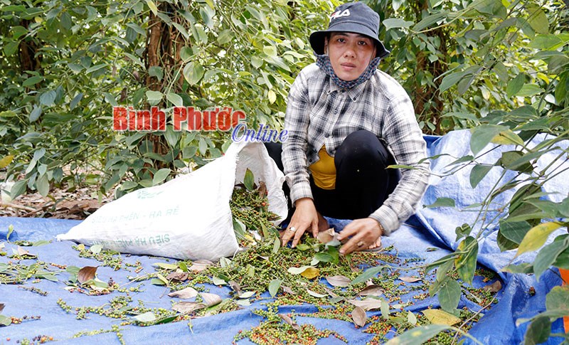 Đỏ mắt tìm nhân công hái tiêu