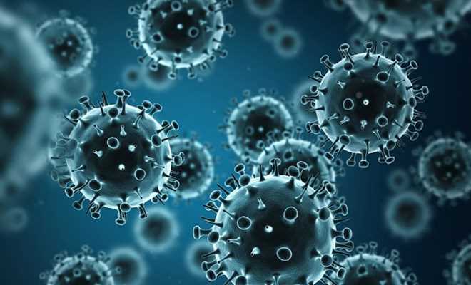 Dịch cúm lợn bùng phát tại Maroc khiến 9 người tử vong