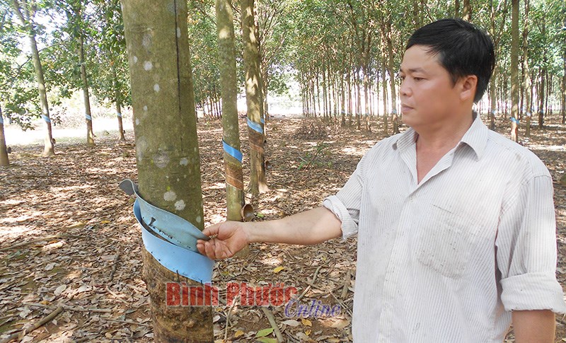 Người n&ocirc;ng d&acirc;n gương mẫu, l&agrave;m kinh tế giỏi