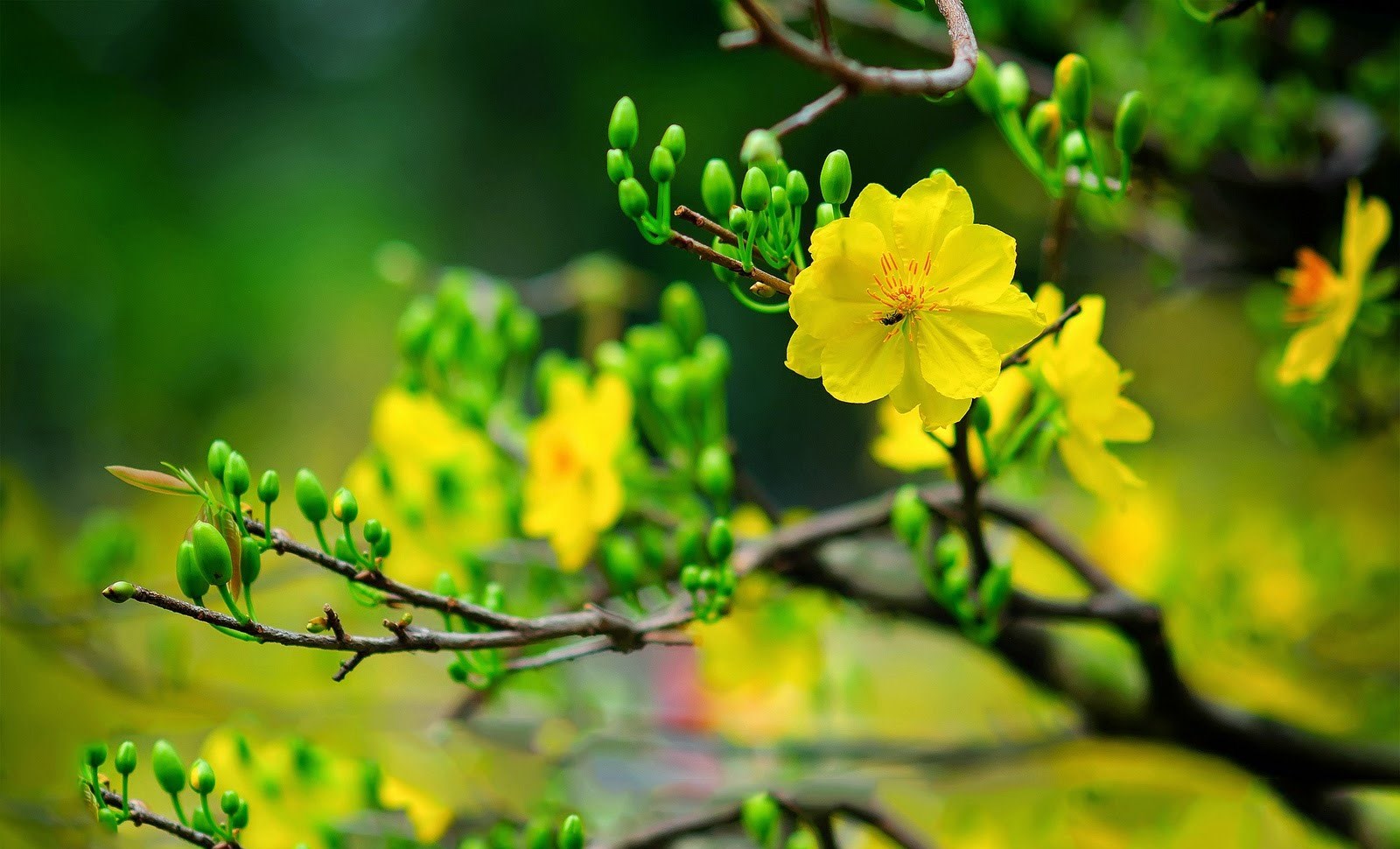 Xu&acirc;n của thời cơ v&agrave; vận hội mới!