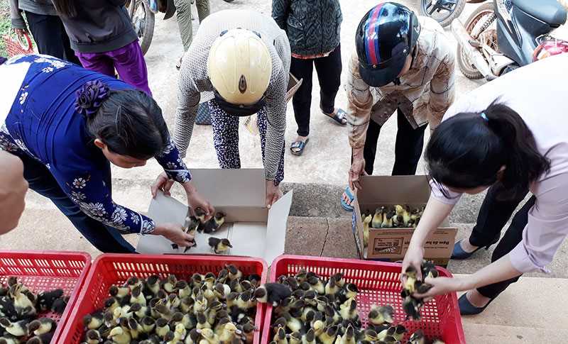 Phụ nữ Thanh An giúp nhau phát triển kinh tế