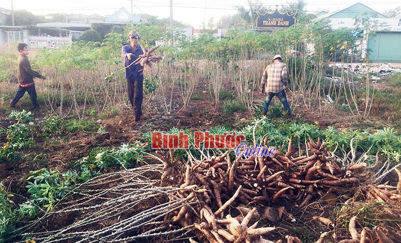 Thận trọng khi chọn giống cho vụ mì mới