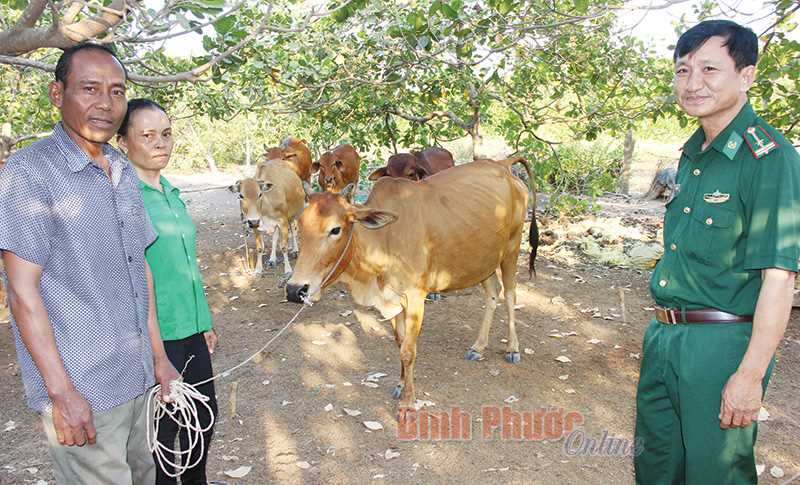 Thoát nghèo nhờ chương trình hỗ trợ bò giống của BĐBP