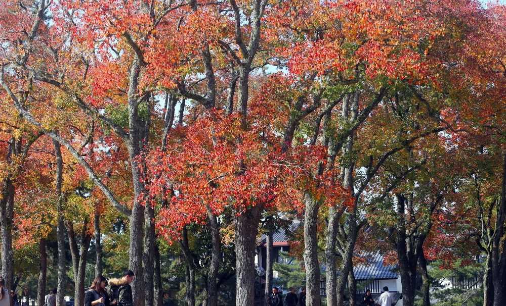 Đến thăm c&ocirc;ng vi&ecirc;n Nara độc đ&aacute;o của Nhật Bản qua những bức ảnh