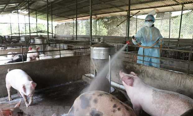 Ngăn chặn tối đa dịch tả lợn châu Phi lây lan vào miền Nam