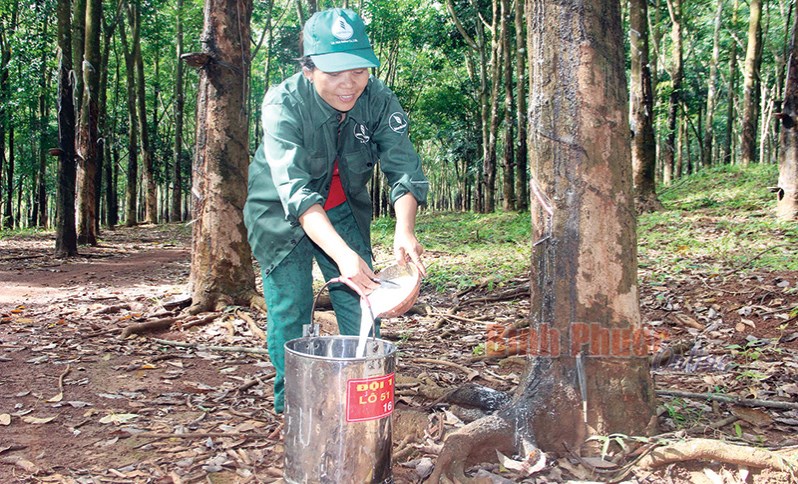 Xuân sớm trên Nông trường 5
