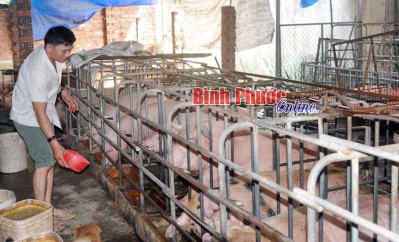 Bình Long dồn sức ngăn chặn dịch tả lợn châu Phi