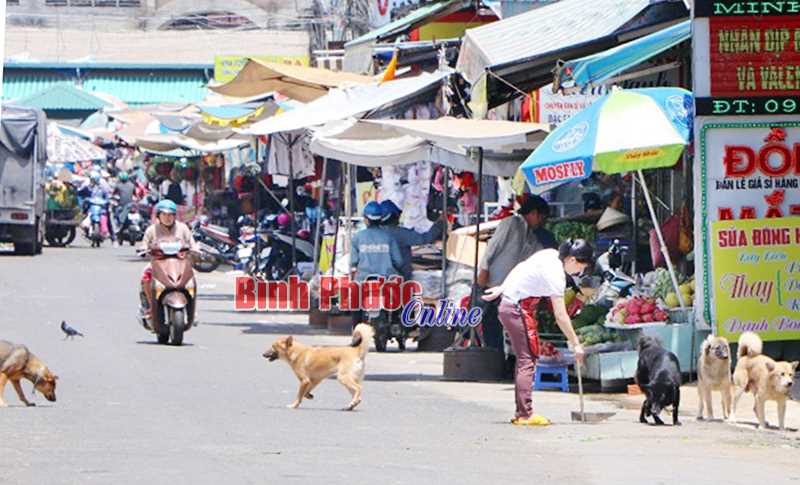 Nguy hiểm từ chó thả rông