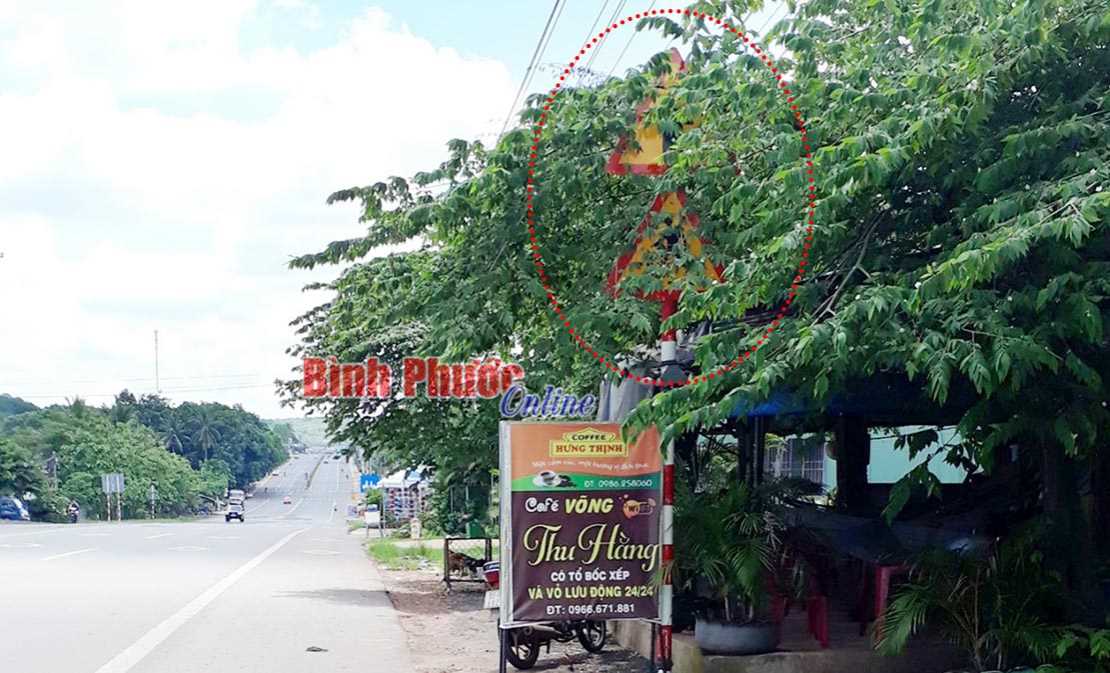 Biển núp trong tán cây