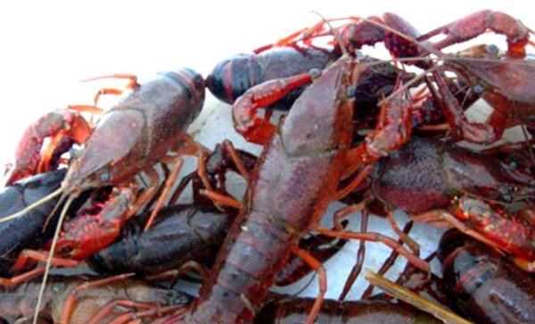 Huy động lực lượng kiểm soát chặt mặt hàng tôm hùm càng đỏ