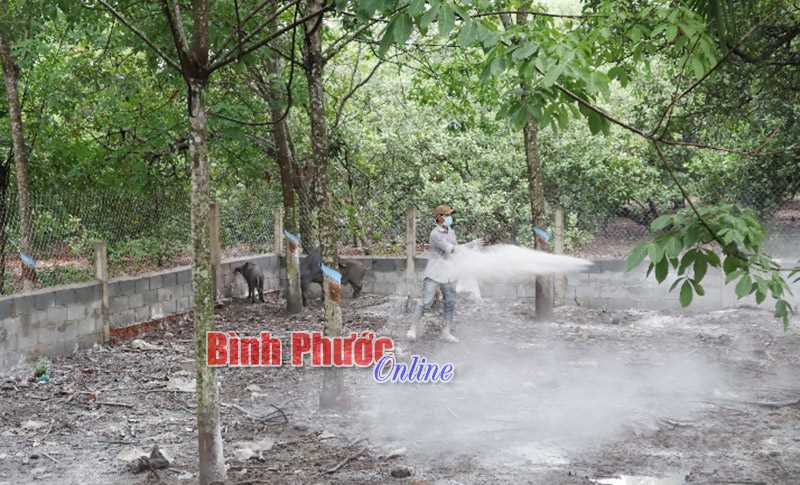 Phát hiện một nông hộ có 7 con lợn bị dịch tả lợn châu Phi