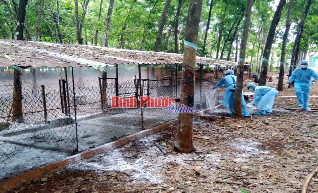 Phú Riềng gồng mình chống dịch tả lợn châu Phi