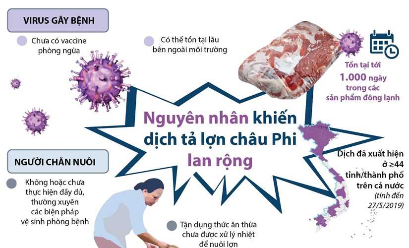 [Infographics] Nguyên nhân khiến dịch tả lợn châu Phi lan rộng