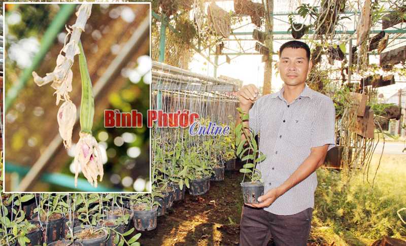 Người thụ phấn lan rừng