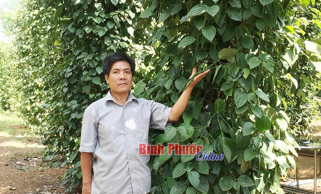 Bình Phước có giống tiêu mới