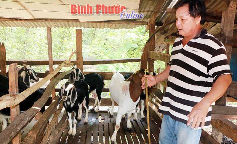 Nhà nông Bù Đốp phát triển mô hình trồng tiêu, nuôi dê