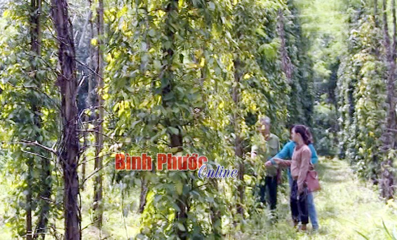 Nhà nông gặp khó vì tiêu chết, rớt giá