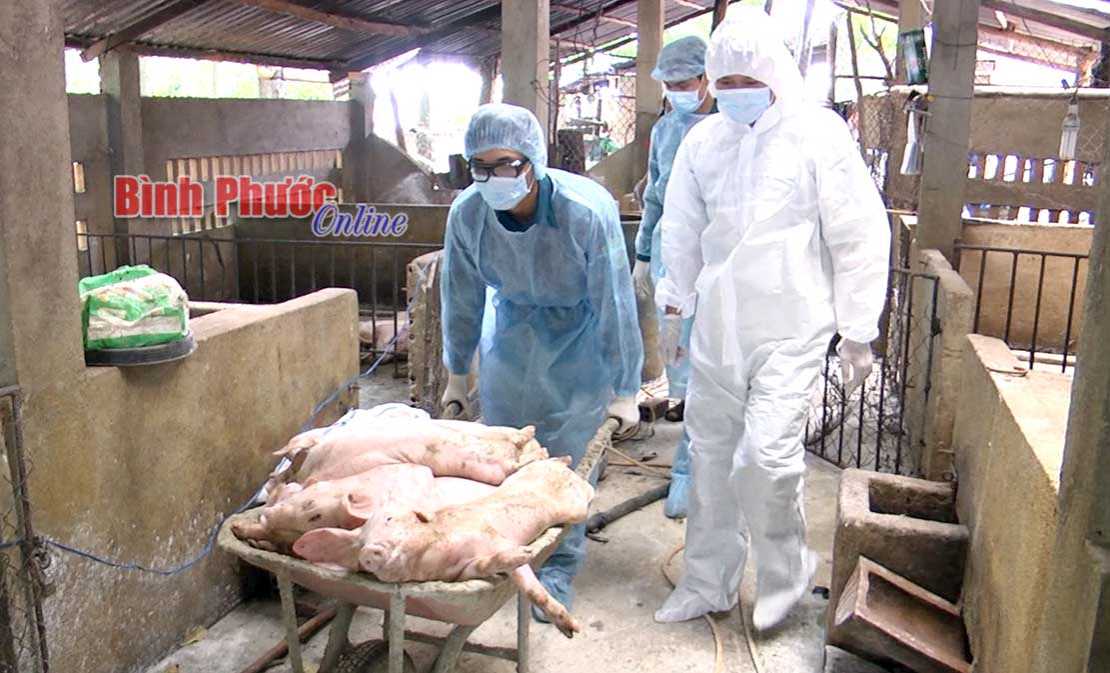 Đồng Xoài khẩn trương dập dịch tả lợn châu Phi