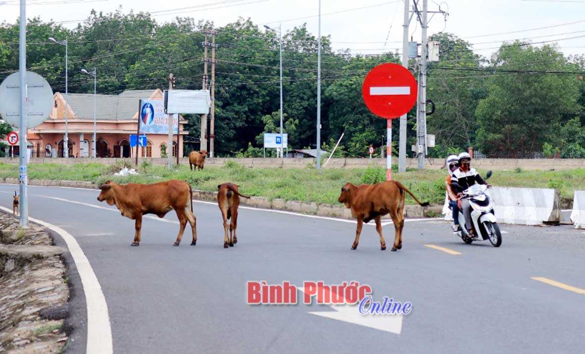 B&ograve; thả tr&ecirc;n quốc lộ