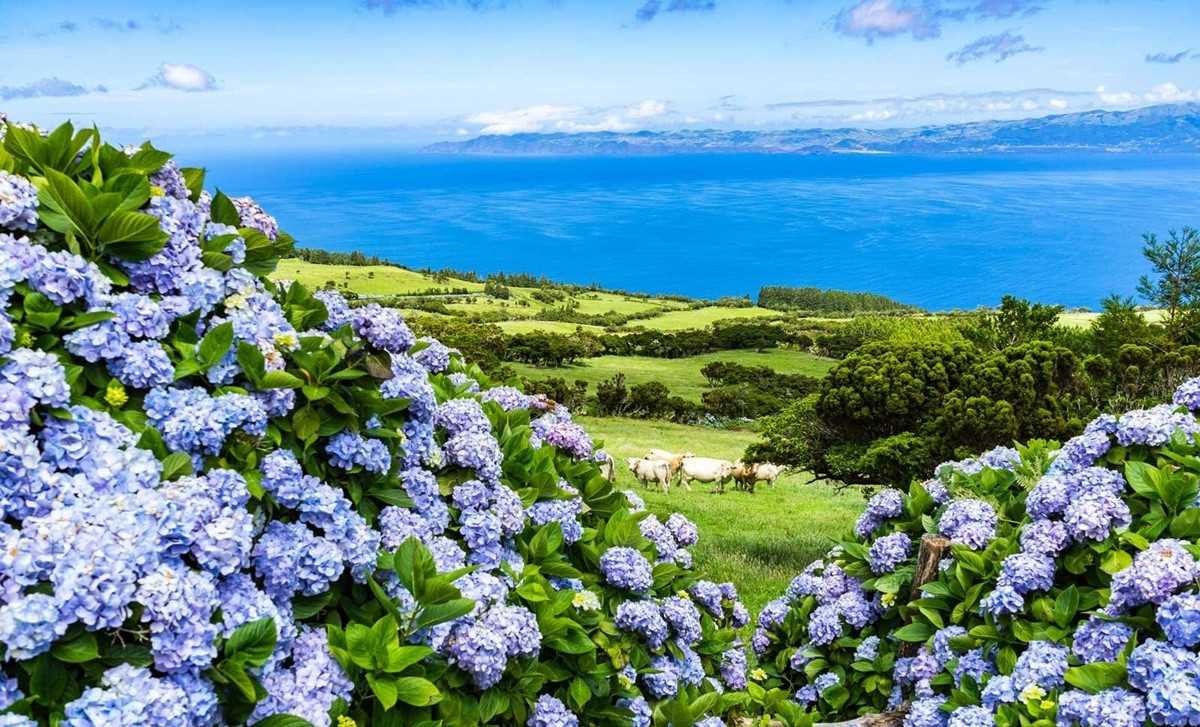 Hòn đảo ngập tràn hoa cẩm tú cầu ở Bồ Đào Nha