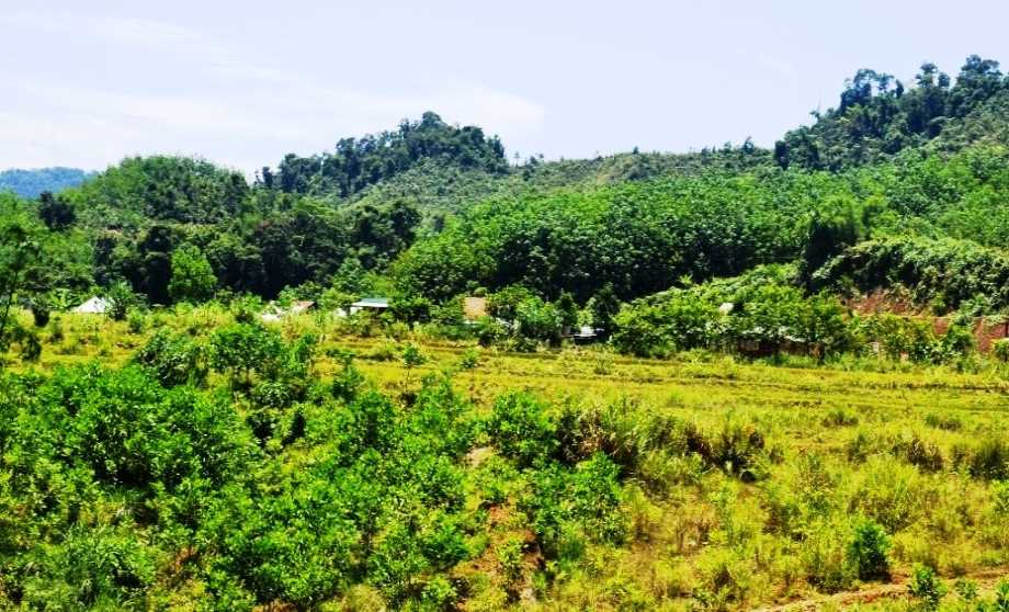 Bù Đăng: Hơn 24.200 ha đất rừng phòng hộ, đặc dụng