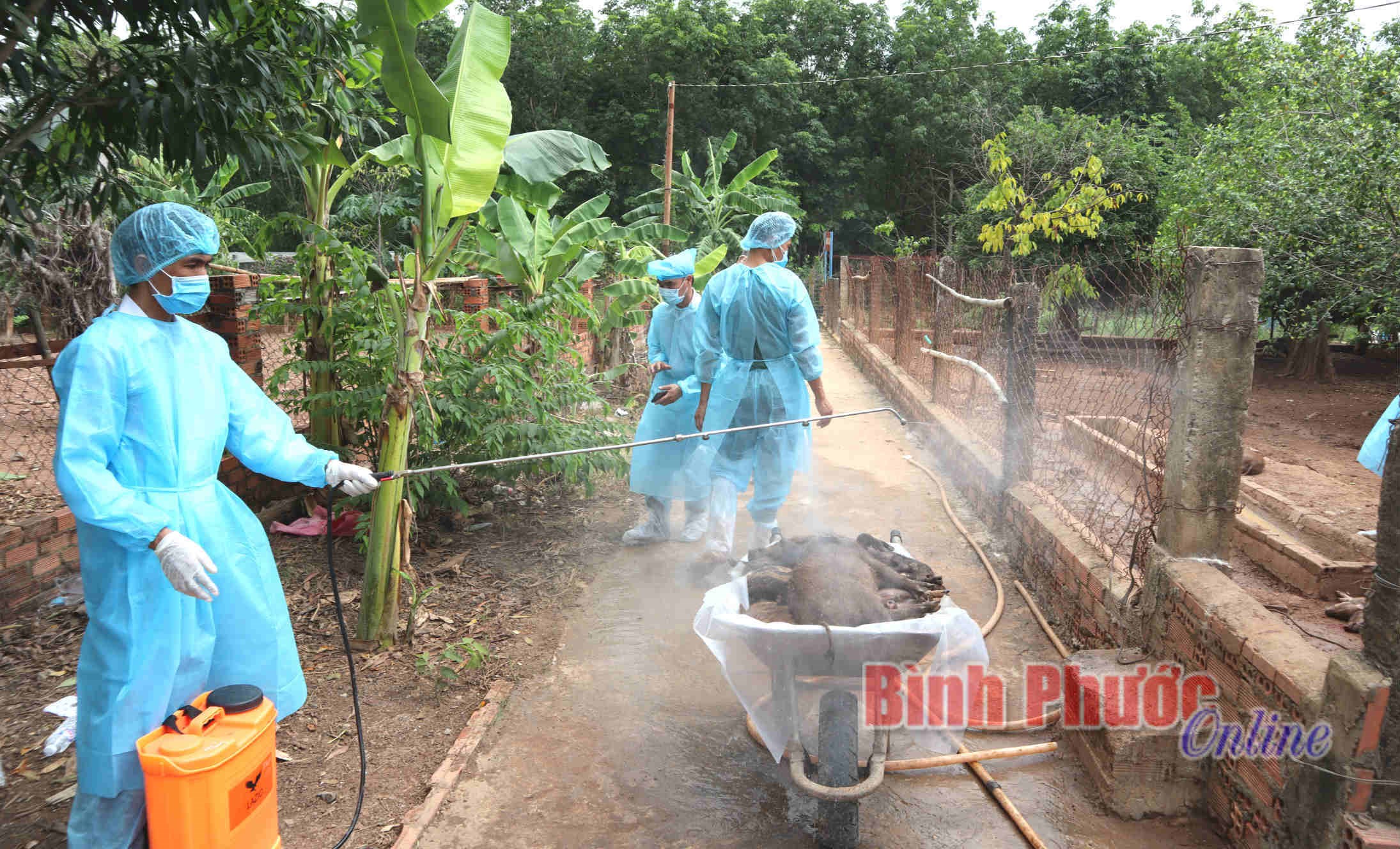 Đồng Xoài công bố dịch tả lợn châu Phi