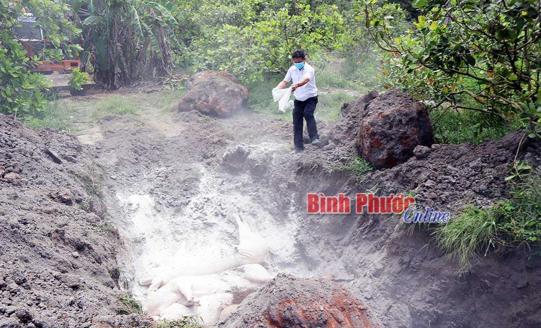 Tiêu hủy 102 con lợn dương tính với dịch tả lợn châu Phi