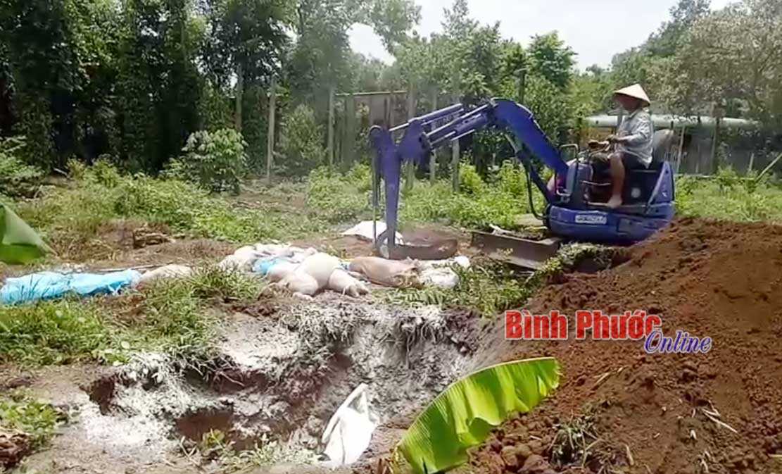 Tiếp tục phát hiện 5 ổ dịch tả lợn châu Phi trên địa bàn 3 xã ở Đồng Phú