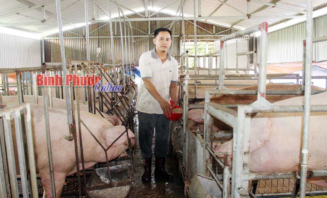 Phòng chống dịch tốt, chờ giá lợn tăng