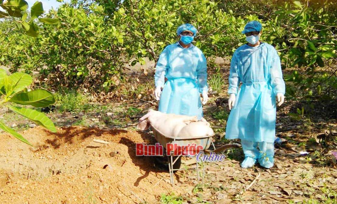 Đồng Phú tiếp tục tiêu hủy 2 ổ dịch tả lợn châu phi