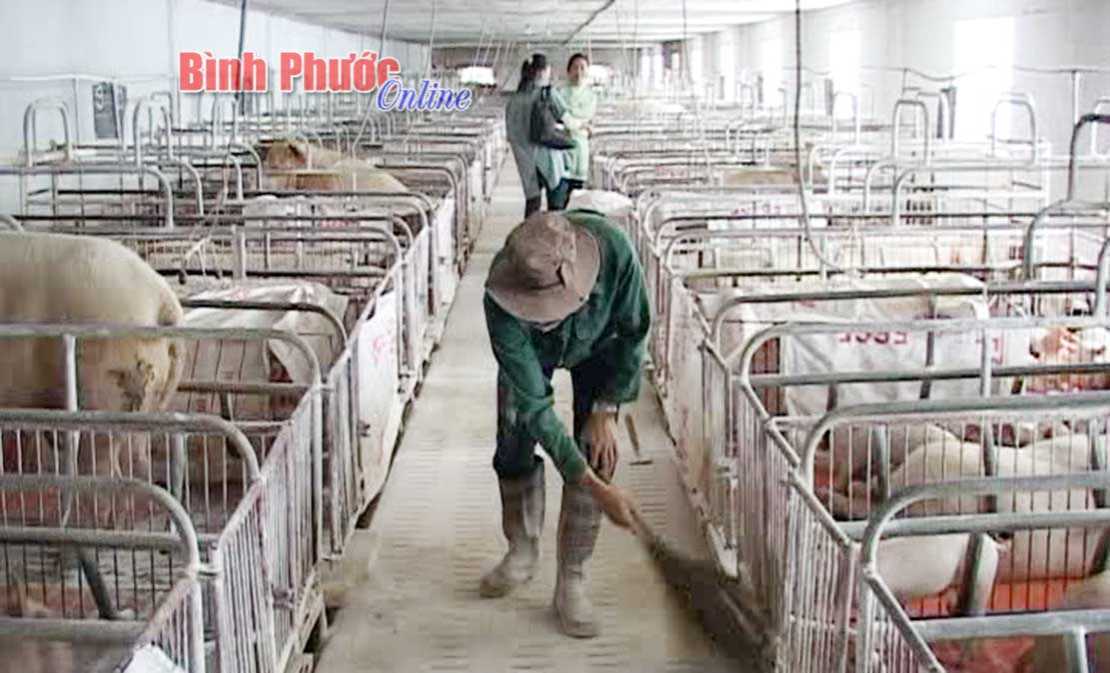 Hớn Quản khẩn trương chống dịch tả heo châu Phi xâm nhập