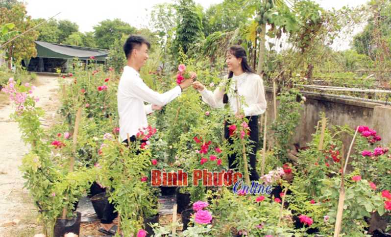 Cơ sở nhân giống hoa hồng đầu tiên ở Đồng Xoài