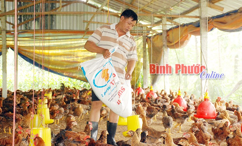 “Vựa” gà Thanh Lương gặp khó