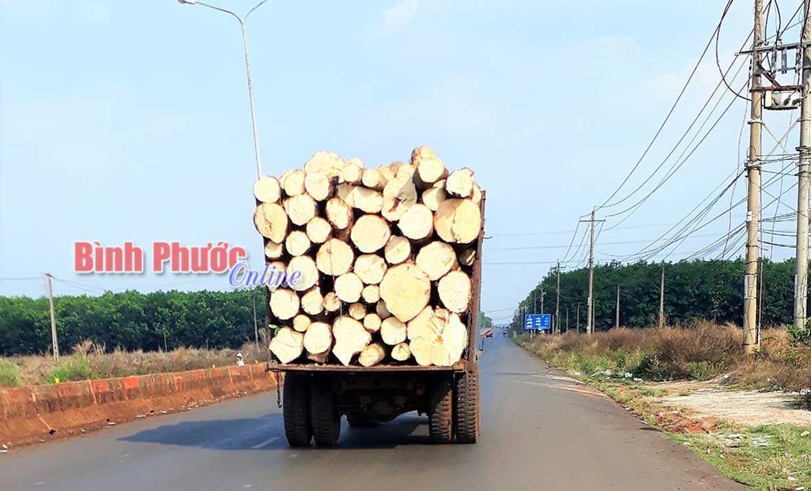 Nguy hiểm từ xe chở gỗ