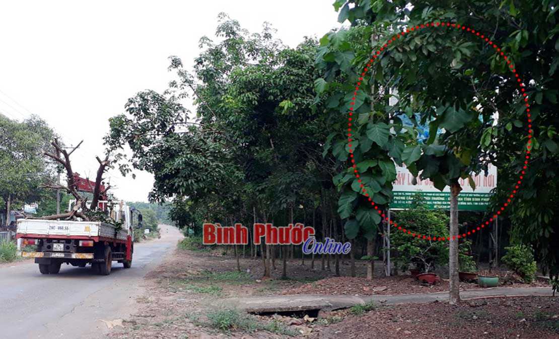 Pa-nô không tác dụng