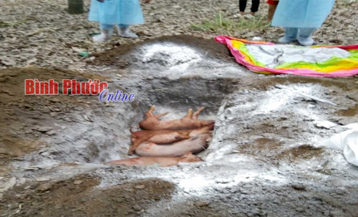 Công bố dịch tả heo châu Phi tại Long Hà