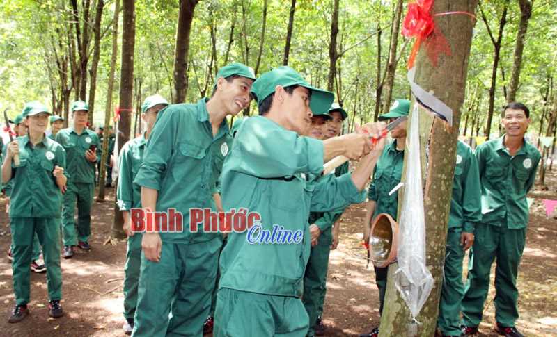 Năm 2019, Cao su Ph&uacute; Riềng phấn đấu khai th&aacute;c hơn 23.300 tấn mủ