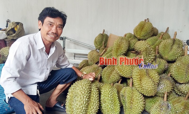 Minh Long phát triển sầu riêng VietGAP