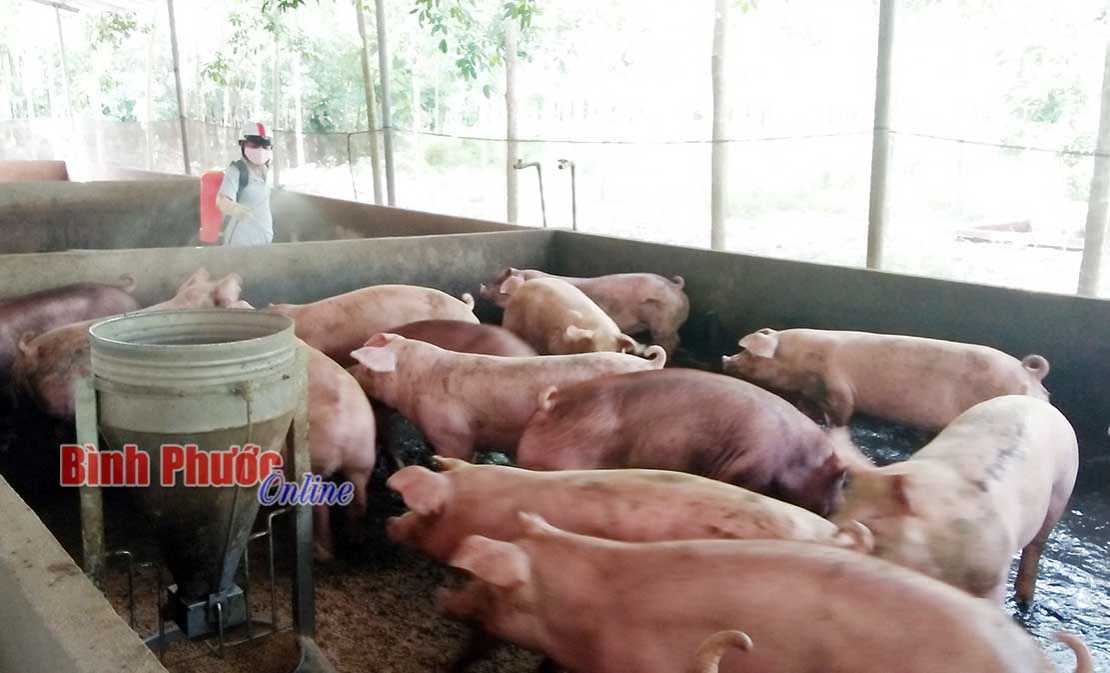 Định mức hỗ trợ hộ dân có gia súc bị dịch tả lợn châu Phi