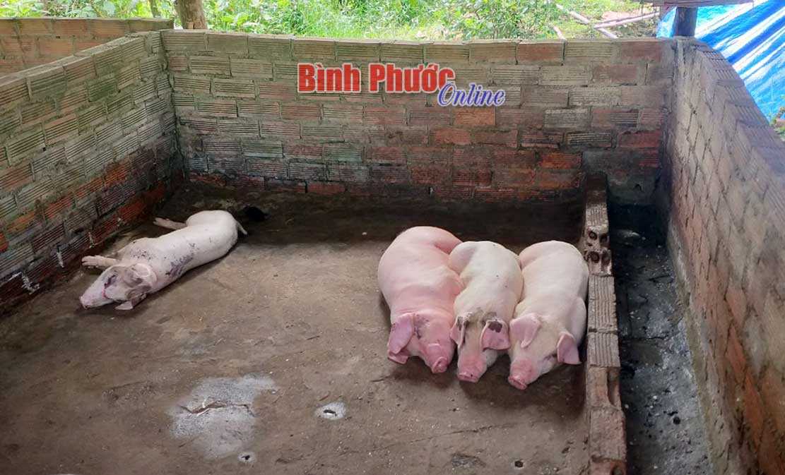 Chơn Thành phát hiện 1 cơ sở chăn nuôi dương tính với dịch tả lợn châu Phi